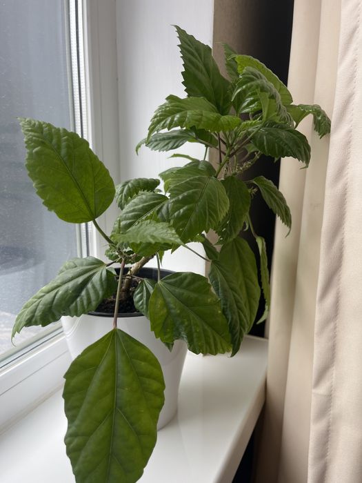 Продам домашние цветы