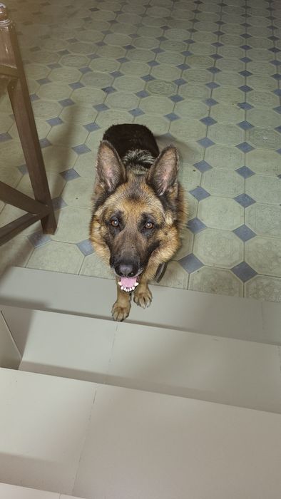 Вязка немецкой овчарки