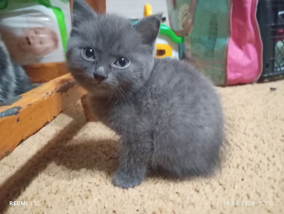 Отдам котёнка, мальчик