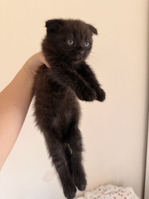 вислоухие котята продаю