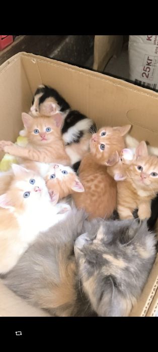 Котята заботливым ответственным хозяевам