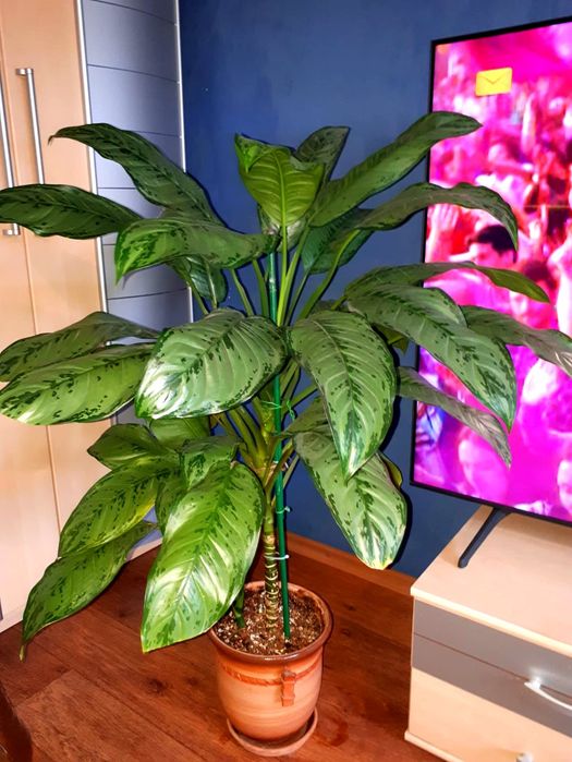 Сансевиерия Санса  Цветы в Алматы