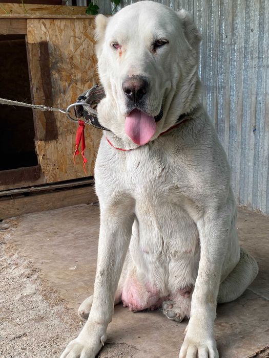 белые щенки алабая запись