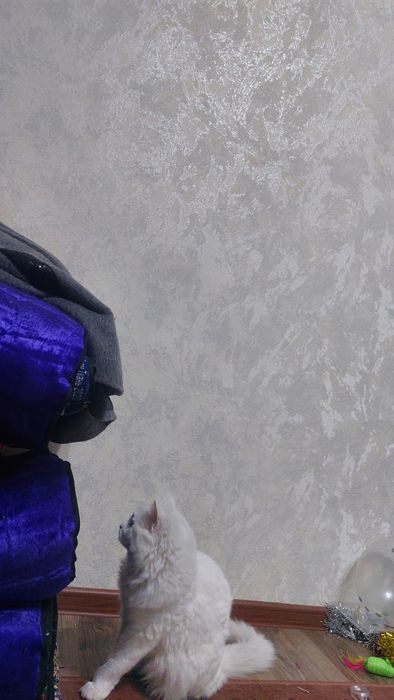 Shotlandski strayt sotiladi