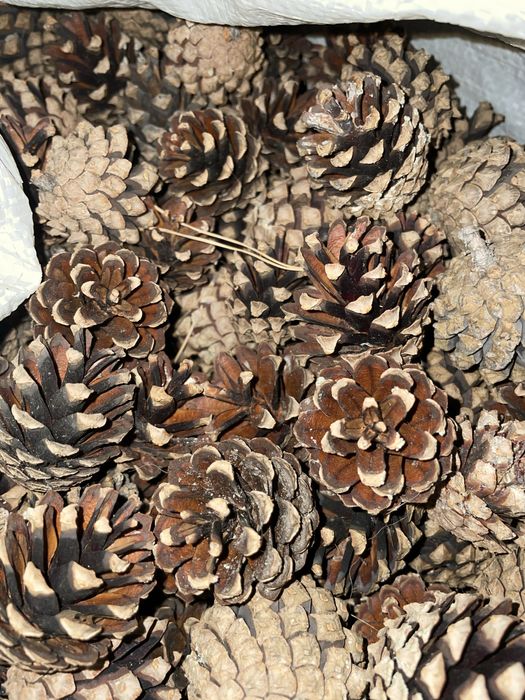 Шишки для самовара