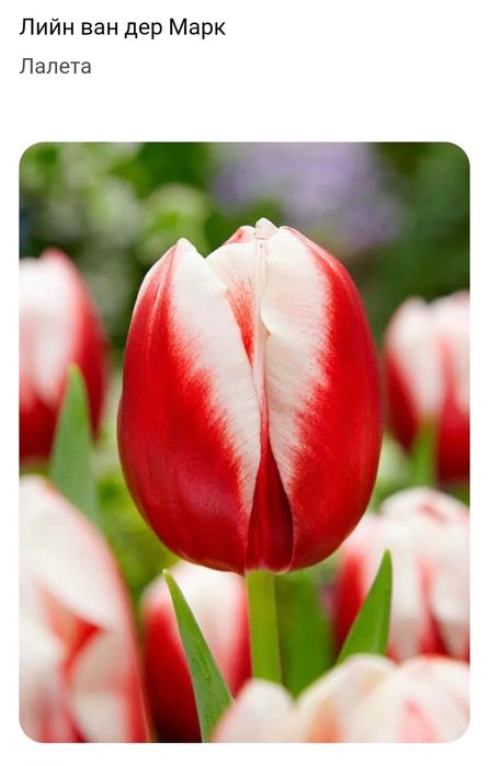 Луковици за лалета на 0,50ст на брой