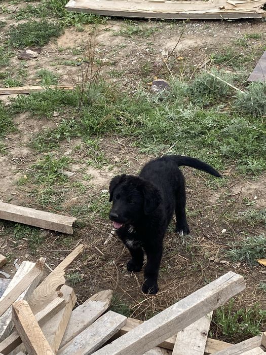 Щенки немецкой овчарок 50 тыс