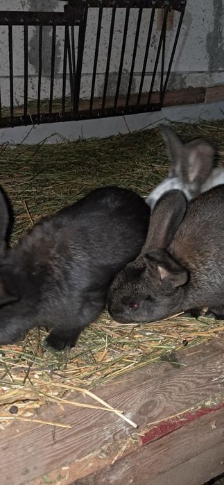 Iepuri  urias si fluture