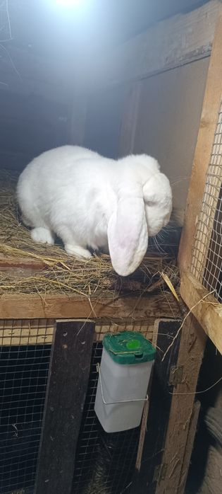 Iepurii Berbec German