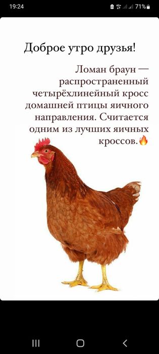 Ломан браун несушки