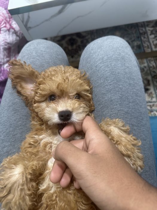 Пудел каралевский.