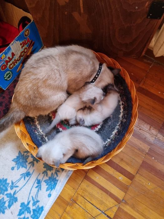 Продаются котята сиямка. Возраст 2 месяца.