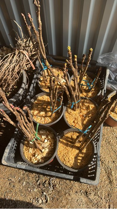 Пион древовидный 3 сорта