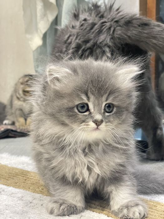ПОРОДИСТЫЕ КОТЯТА 1 МЕС. скоттиш-фолд скоттиш-страйт, хайленд-страйт