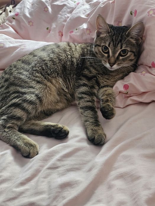 Кошка ласковая котенок