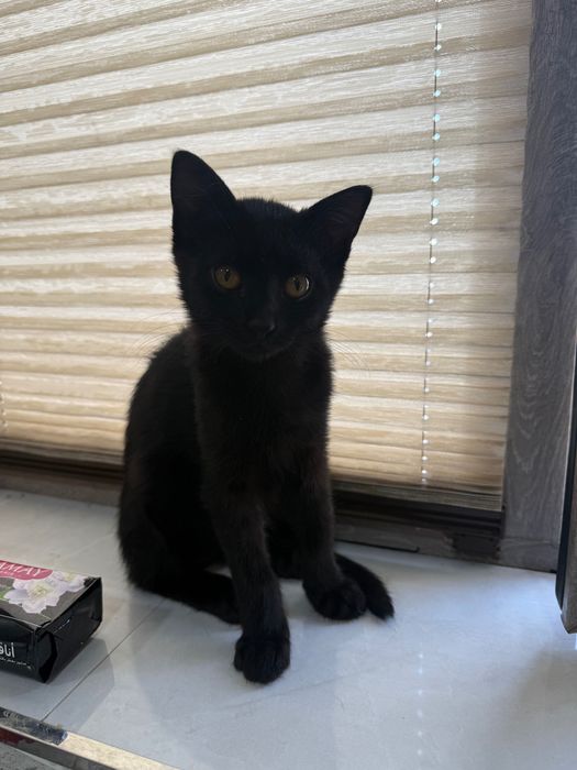 Mushuk bolasi beriladi