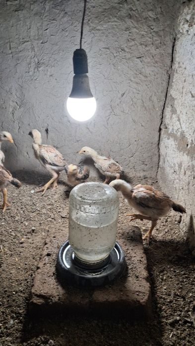 Dakan joʻjala sotiladi