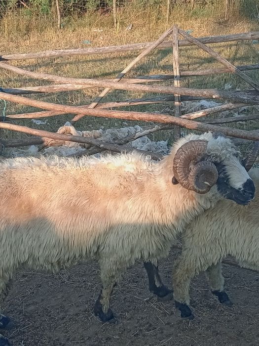 De vânzare Berbec sau schimb cu animale