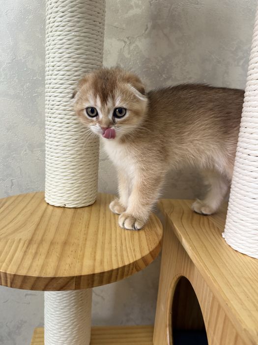 продаю котят 2 месяц