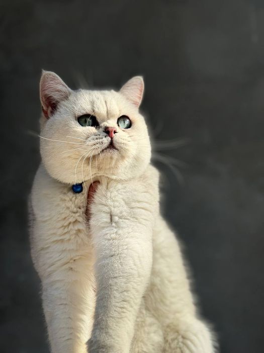 Vyazkaga Britan serbrstiy shinshilla n11