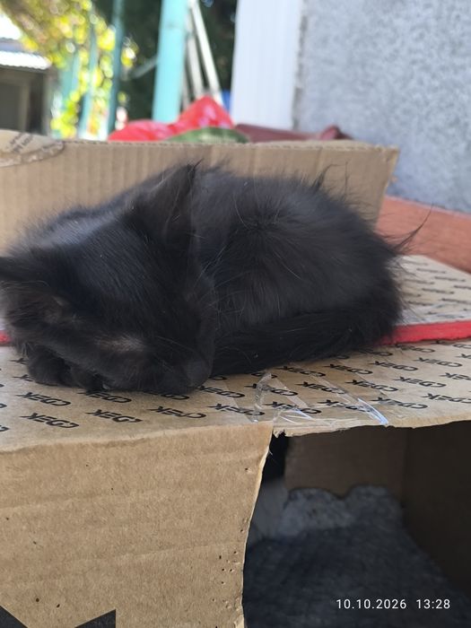 Отдам котят в добрые руки