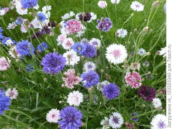 В продаже саженцы малины цветы