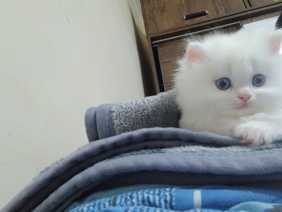 Mushuklar sotiladi 2 oylik oqi 2 oylik oʻgil bola  tigroviy kiz bola