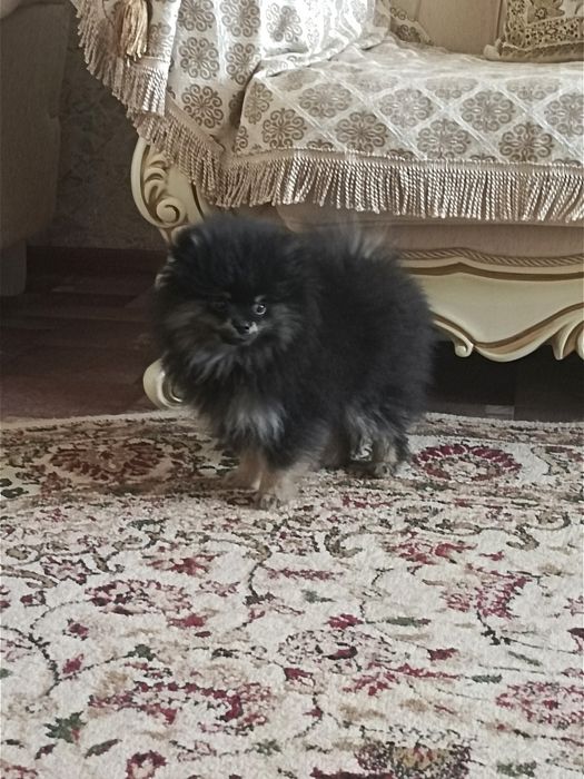 Порода шпиц 3 месяца