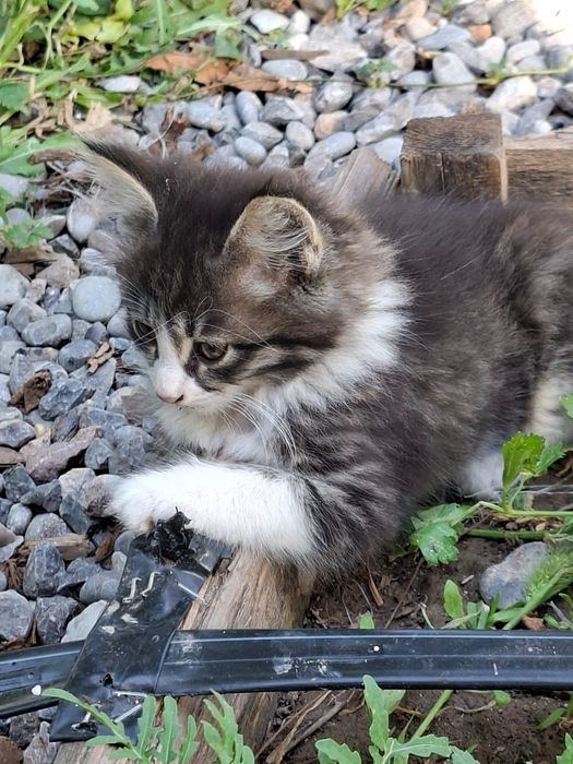 Милые котята,ждут тебя!