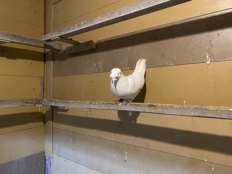 Голуби чернохвостые и бровястые