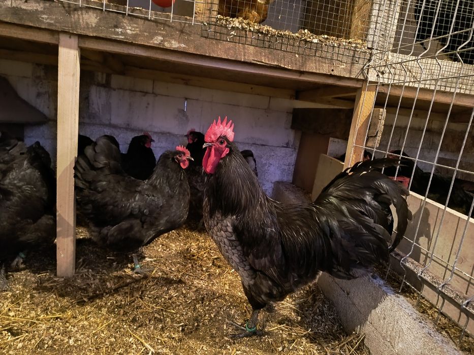 Oua incubat australorp