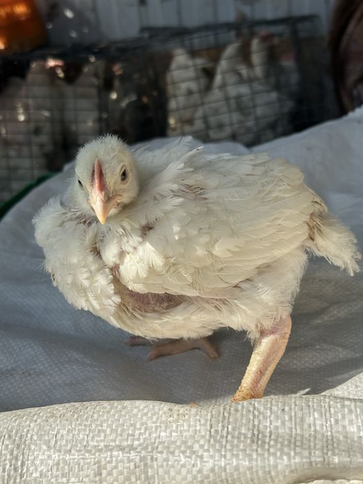 Броллера! Броллерные цыплята Кобб 500