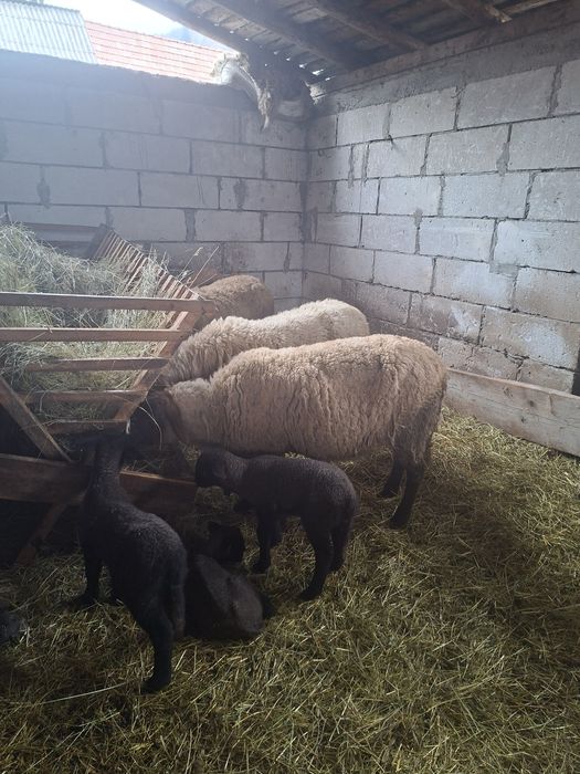 Disponibil berbec si oaie cu doua miele
