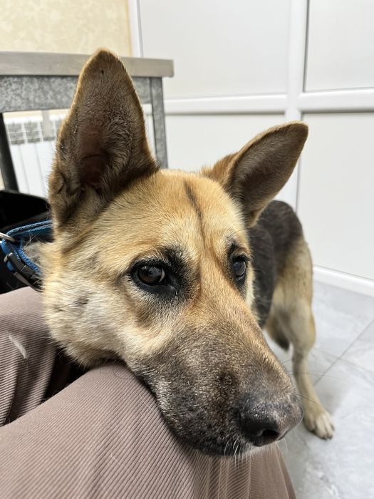 Поиск дома для Киры