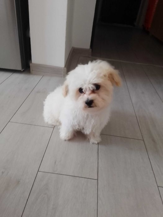 Cățel bichon maltez