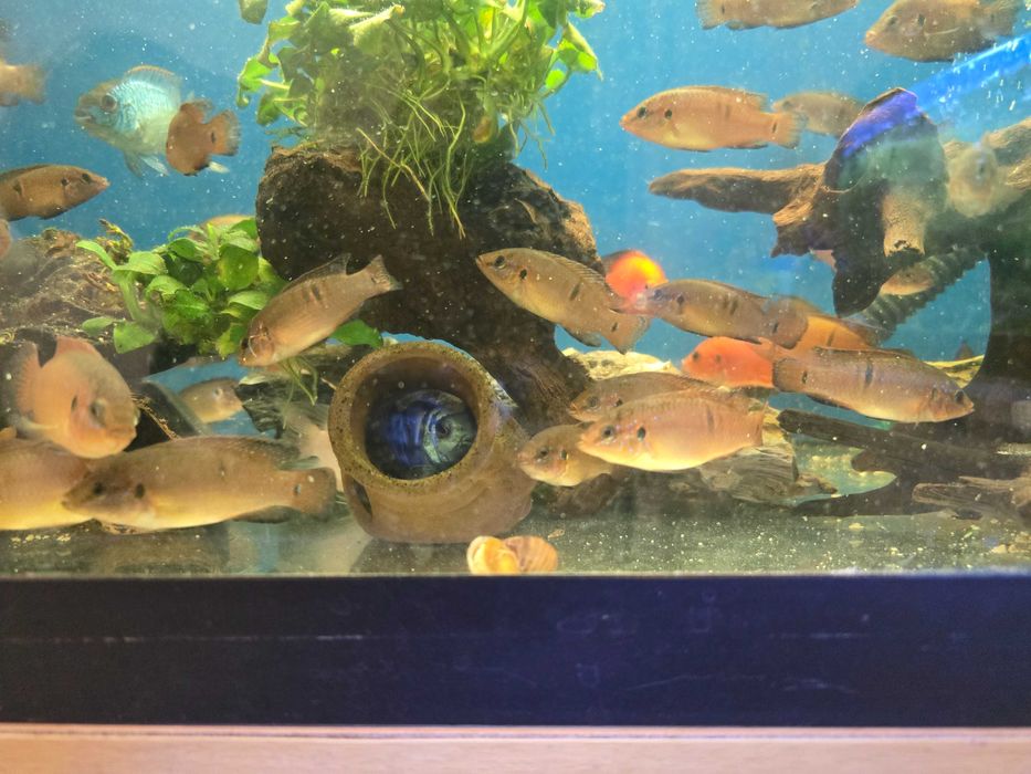 Jewel Turkana Cichlid