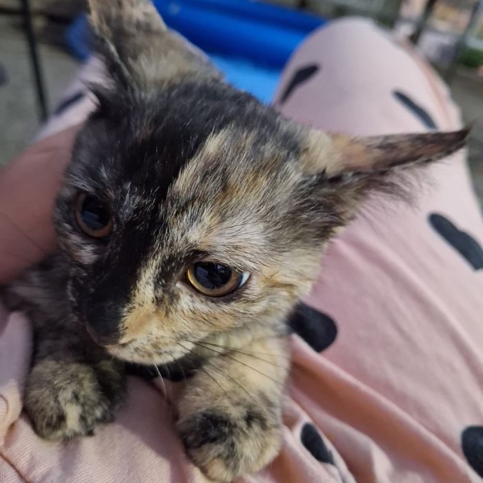 Кошки черепаховый окрас Флоси и Зара 2 самки