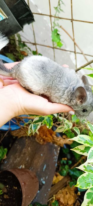 Экзотический зверёк шиншилла