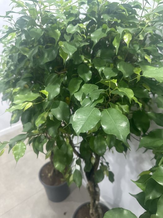 Фикус Бенджамина