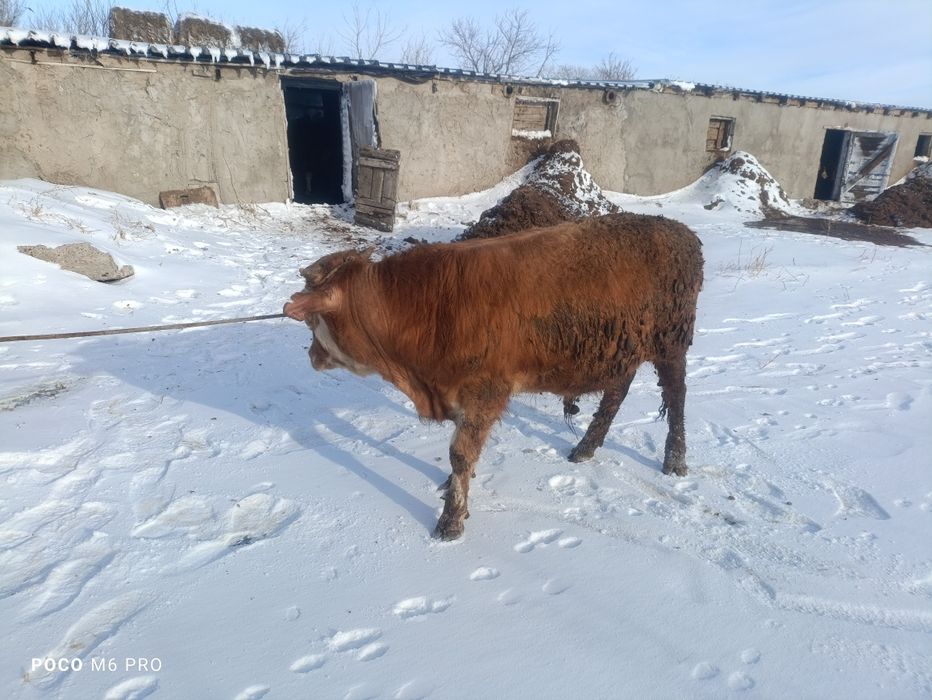 Продам бычки телк