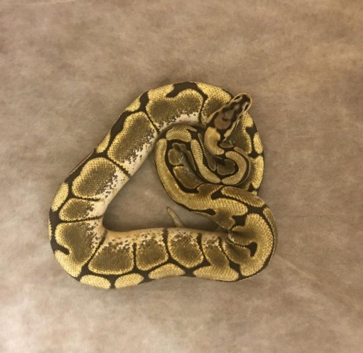 Королевский питон
