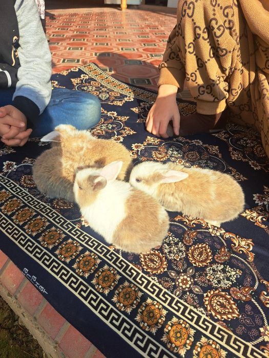 Карлик қуён болалари сотилади. Продаются карликовые крольчата.