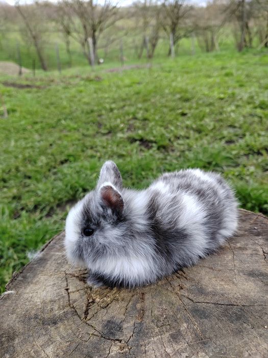 Iepurași cap de leu