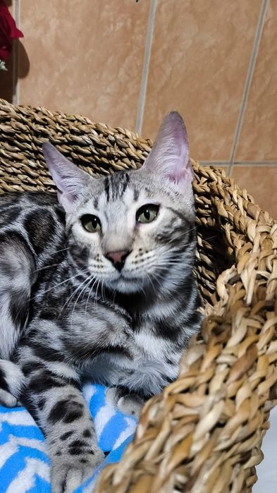 Мальчик Бенгал ,  серебро,  РОЗЕТКИ 3 "д"