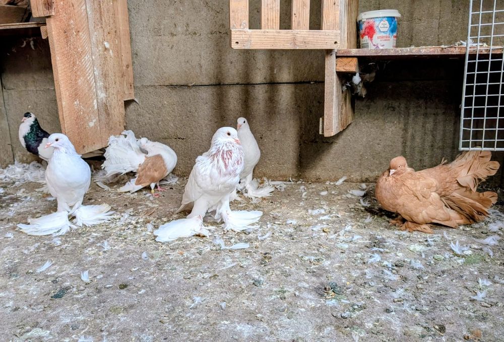 Porumbei gușați Pomerania