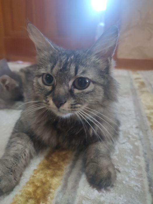 кошка в добрые руки