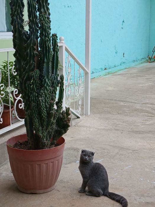 Skottish fold uy mushugi (erkak)