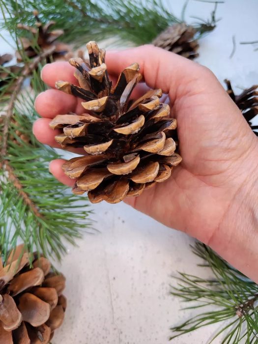 Шишки сосновые крупные