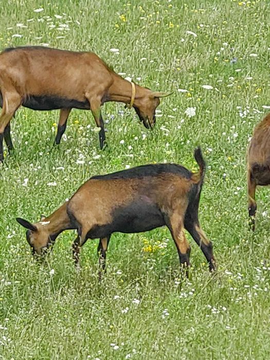 Vând  capre cu iezi