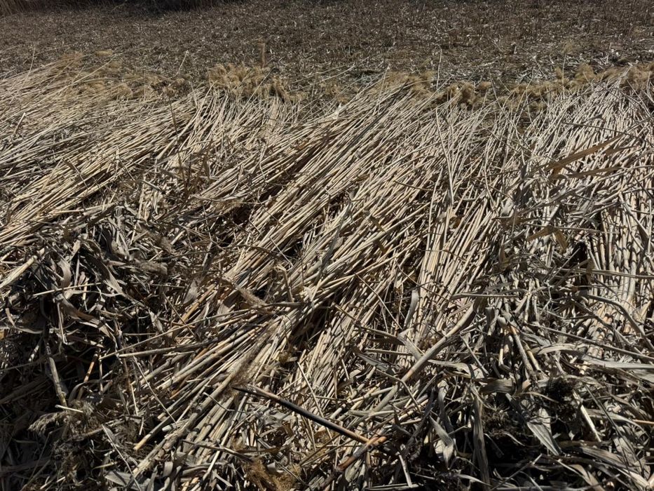 Қамыс бар  сатылатын